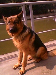 [柯桥区]弓背德牧_绍兴宠物/宠物商品_绍兴108社区