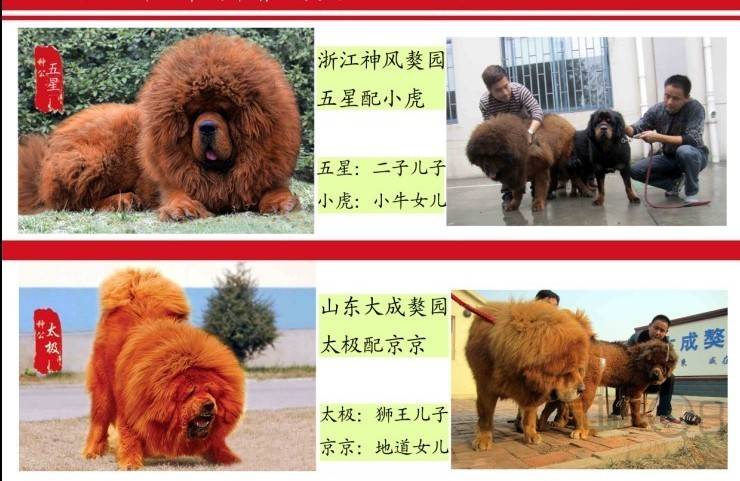 极品藏獒 狮王血统 太极儿子开始岀售了