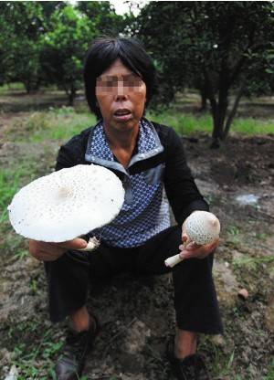 生活百科 其他 正文 养金针菇的营养土里长出大青褶伞 一顿蘑菇宴倒下
