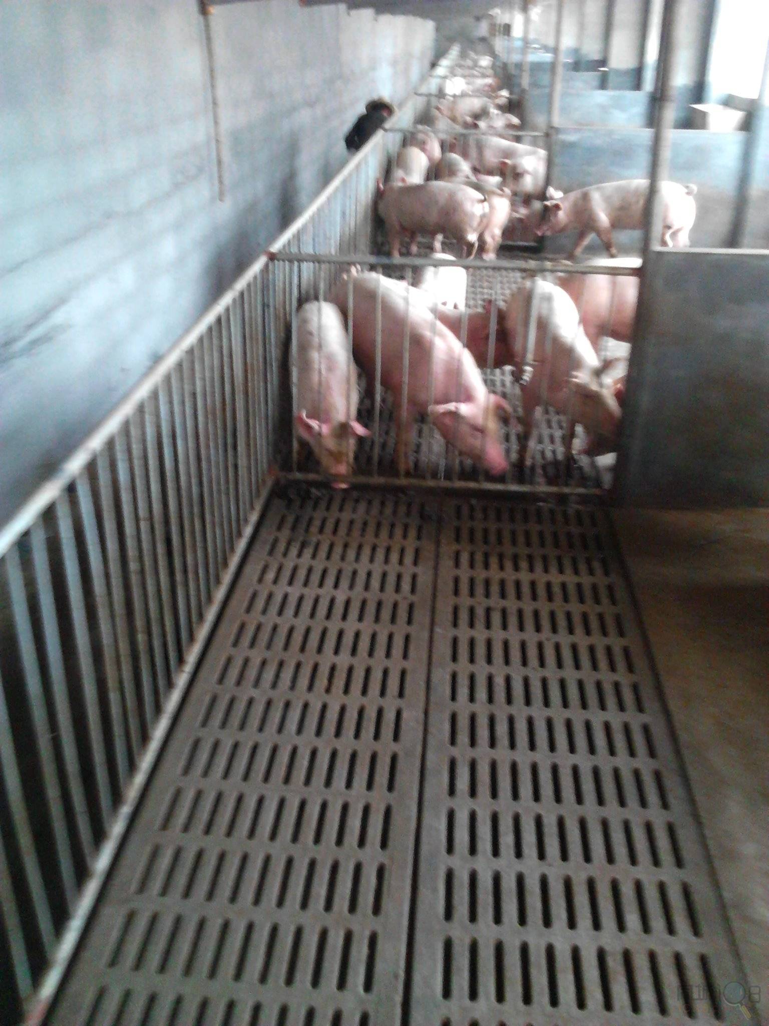 一年养50头猪赚多少钱 养猪场设备