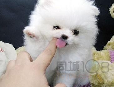 绍兴哪里出售袖珍狗绍兴纯种茶杯犬多少钱最便宜茶杯袖珍价格
