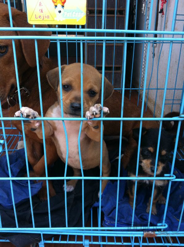 小猎犬
