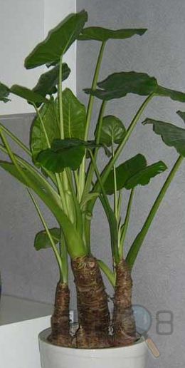 十八种常见室内植物的功效