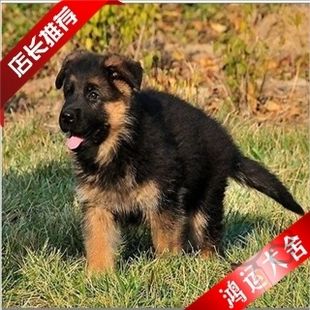 绍兴哪里买黑背 绍兴哪里卖健康德国牧羊犬 德牧弓背价格