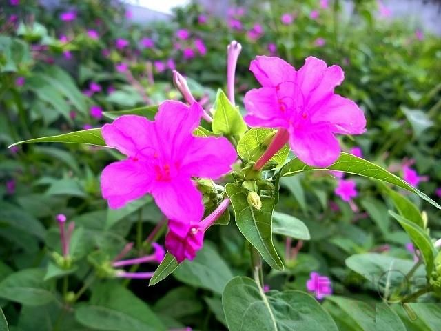 花,粉豆花,地雷花,状元红等,为紫茉莉科紫茉莉属的多年生直立草本植物