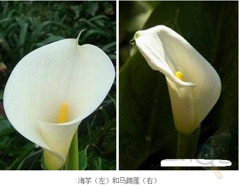 如何区分海芋和马蹄莲?