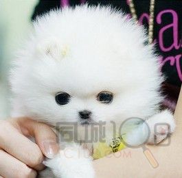 江苏张家港哪里有的卖茶杯犬的?价格大概是多少