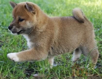 [供]秋田犬绍兴哪里有卖 在绍兴多少钱能买到纯种日系秋田