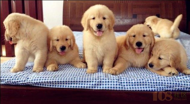 请问大头金毛怎么看品相?品相好点的价位大概