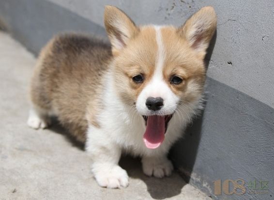 柯基犬 苏州哪里有柯基犬出售 威尔士柯基犬 柯基图片