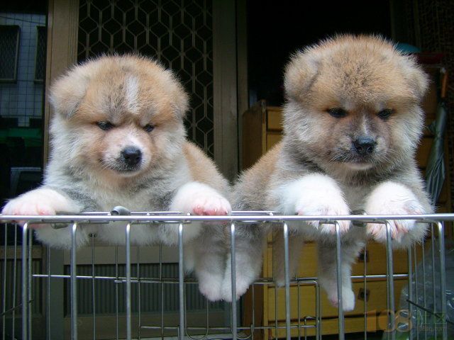 秋田犬 杭州哪里有秋田犬出售 秋田图片