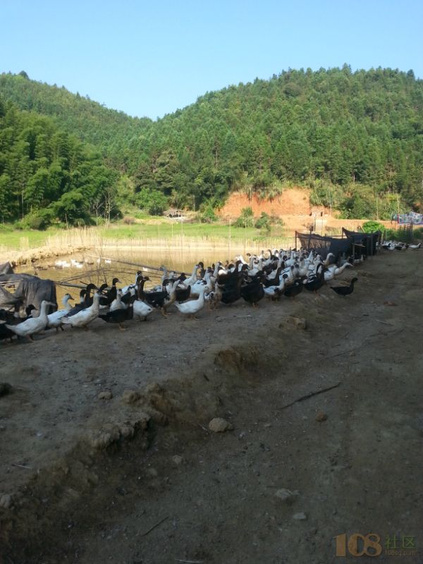 [延平区]延平区峡阳家鑫生态养殖基地