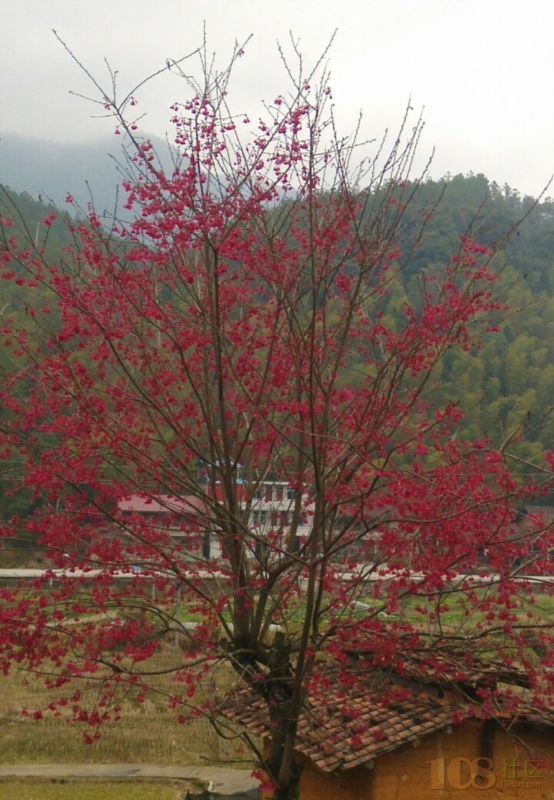 [供]出售福建山樱花树苗