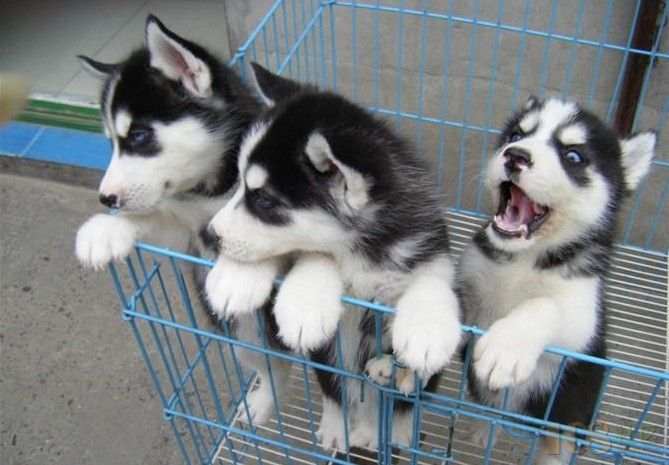 哪里卖哈士奇 哈士奇幼犬价格多少