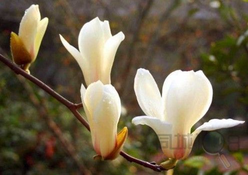 玉兰又名白玉兰.为落叶乔木.