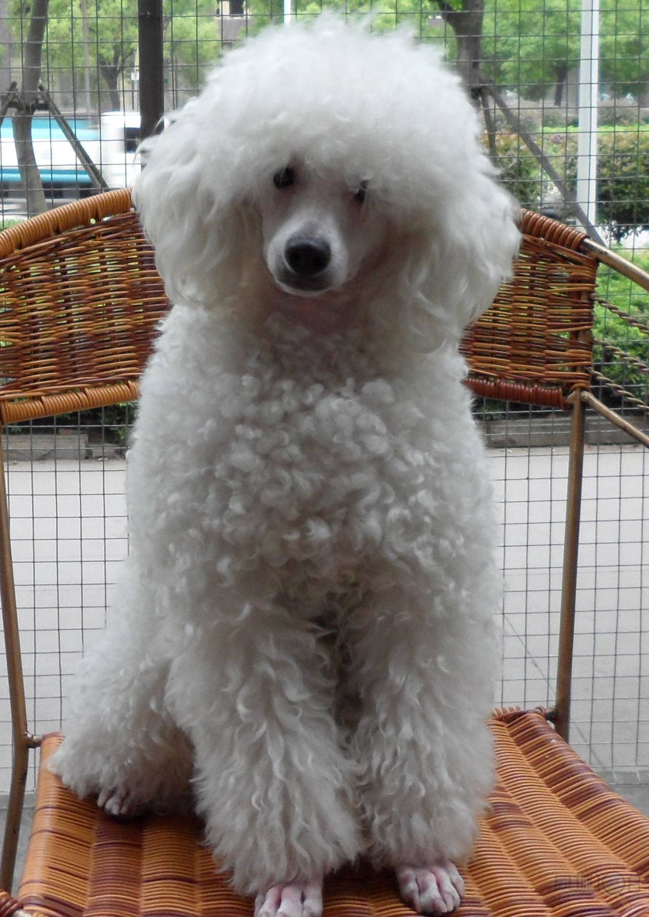 云顶之弈阵容|Teamfight Tactics 最高得分阵容