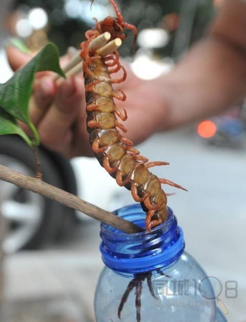 福州发现"蜈蚣王"全身通红粗壮若手指(图)
