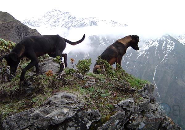 [卖]青川猎犬出售