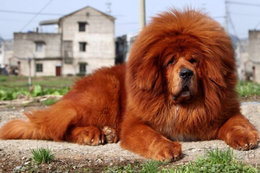 红獒,狮獒,灰獒_大山谷图库