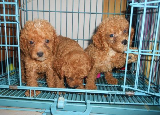 便宜出售贵宾犬