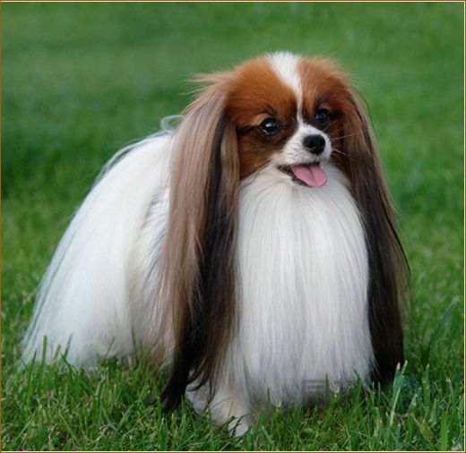 上海哪里出售蝴蝶犬 蝴蝶犬价格图片