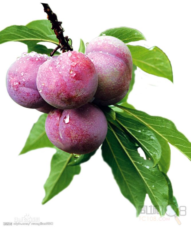 [嵊州市]桃形李专营(桃形李1号店)