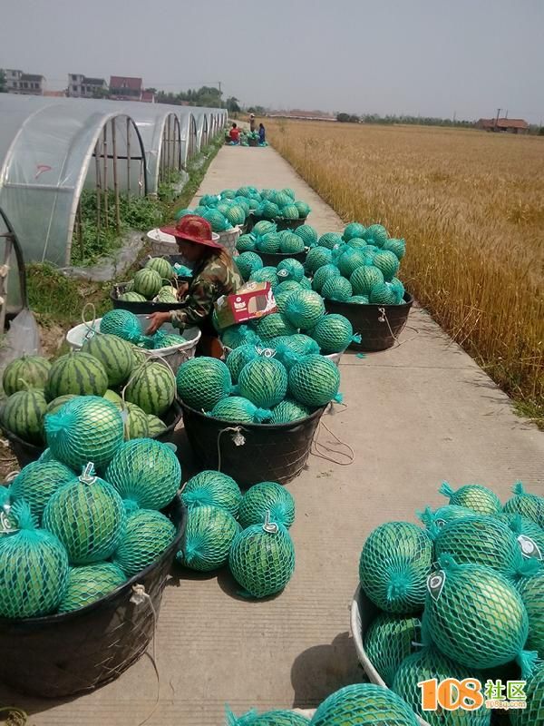 [嵊州市]上海崇明岛西瓜8424(上海崇明岛西瓜8424)