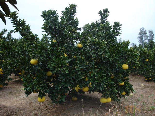 [玉环县]玉环文旦果树种植专业合作社(台山公园)