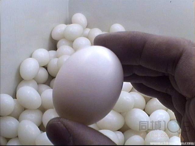 滚蛋疗法鸡蛋的变化图图片